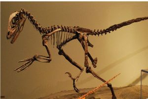 南方盗龙：体态庞大的食肉性恐龙（身长达5-60米）