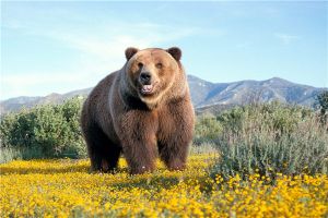 阿特拉斯棕熊：棕熊中的小型物种（分布在摩洛哥地区）
