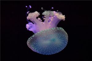 澳洲斑点水母：淡蓝色的生物（身体中含有藻类物质）