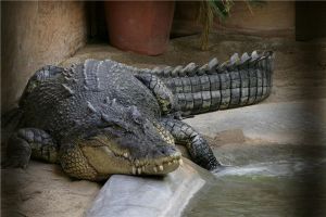 澳洲咸水鳄：爬行动物里的凶猛品种（喜欢吃昆虫）