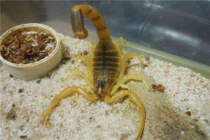 巴勒斯坦毒蝎：世界上毒性最强的物种（尾巴中有毒液）