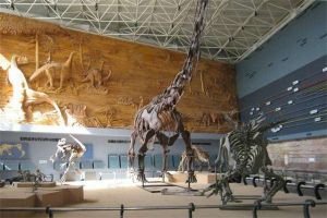 北方龙：辽宁的巨型食草恐龙（化石首次发现于中国辽宁）