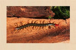 金头蜈蚣：长有42只脚的蜈蚣（又称为百足虫）
