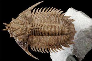 三叶虫：距今5.6亿年历史是很久远的生物