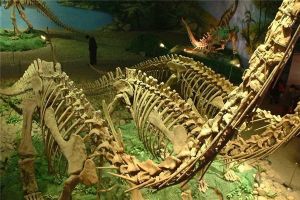双角龙：角龙亚科恐龙的一属（生活在白垩纪的脊椎动物）