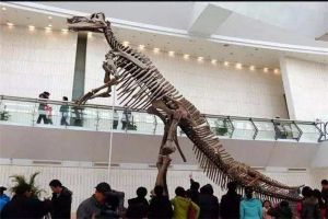 文雅龙：大型恐龙里的精致代表（生活中侏罗纪时期）