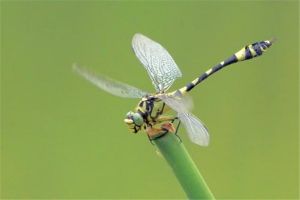 小团扇春蜓：尾巴上长翅膀的蜻蜓（颜值很高的一种）