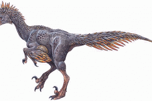 原鸟形龙：惊艳了白垩纪时代的恐龙（盗龙科目下属）