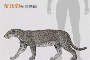 布氏豹：最古老的豹类物种（分布在盆地的地层中）