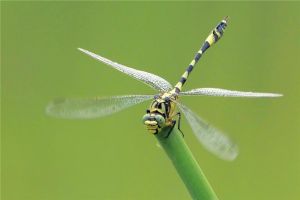 大团扇春蜓：蜻蜓界里的大型飞行者（腹部长度60毫米）