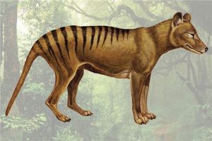 袋狼：大型的有袋类动物（体长可达一百八十厘米）