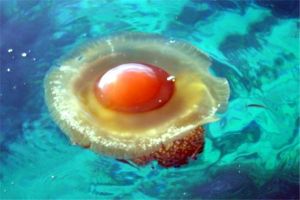 蛋黄水母：美味诱人的海洋生物（外形酷似煎蛋）