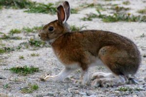 白靴兔：世界上最会变色的兔子（夏天褐色冬天变白色）