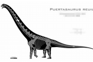 瑞氏普尔塔龙:拥有最宽蜥脚类脊椎(宽1.6米/体长30米)