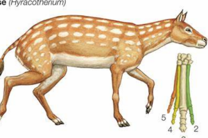 家马的祖先是什么动物?原蹄兽(不如山羊大/仅1.5米长)